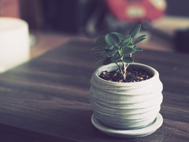 パンダガジュマルの育て方｜丸い葉を美しく保つコツ