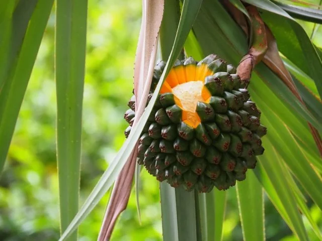 パンダヌスの育て方｜タコノキを元気に育てるコツ