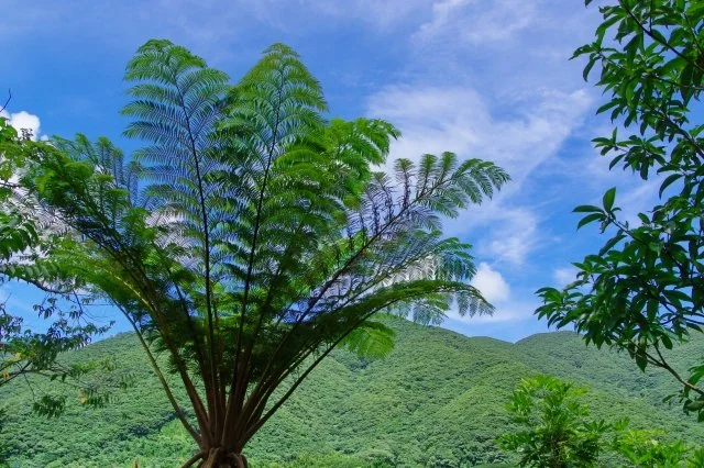 ヒカゲヘゴの育て方｜南国シダを元気に育てるコツ