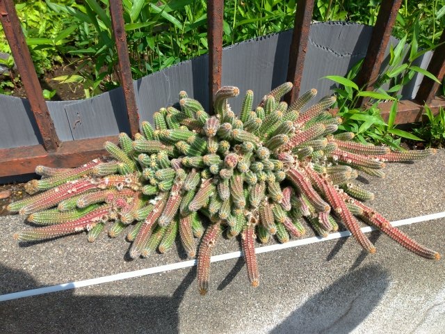 ヒルデウィンテラの育て方｜垂れるサボテンの管理方法