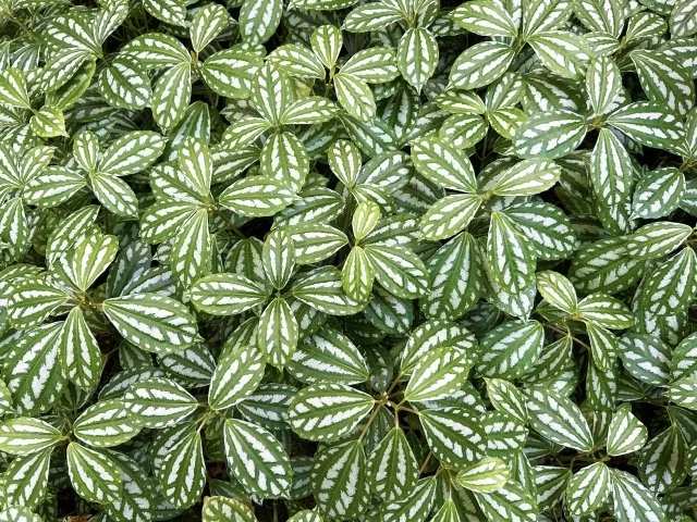 ピレアの葉が黄色くなる原因と対策