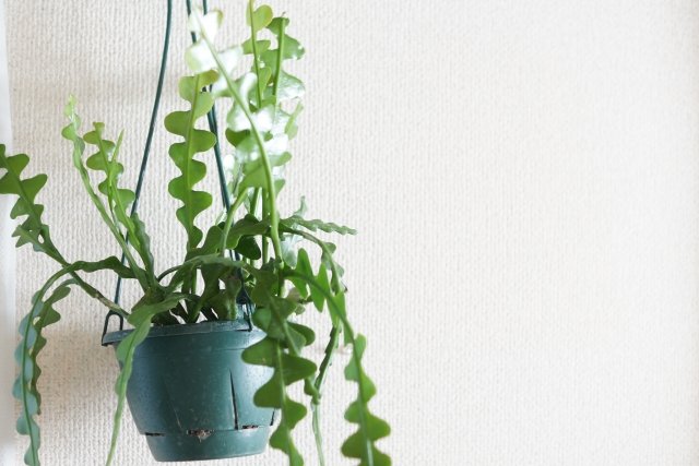 フィッシュボーンカクタスの育て方｜ジグザグ葉の管理方法