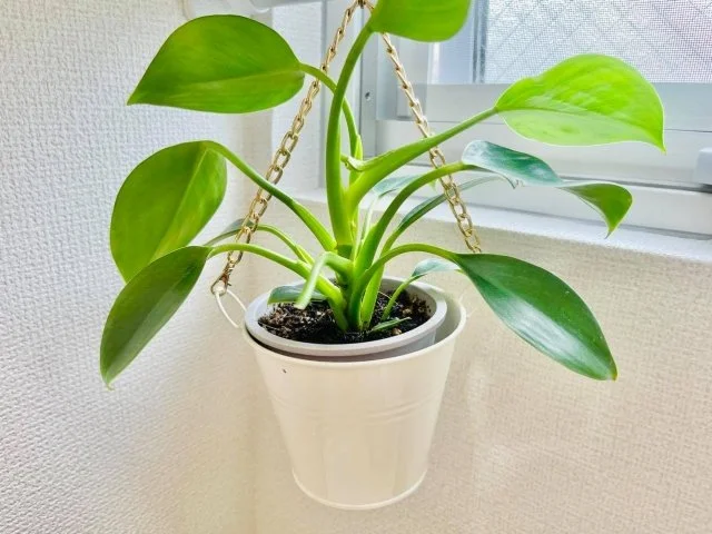 フィロデンドロンの育て方｜初心者でも失敗しない管理方法