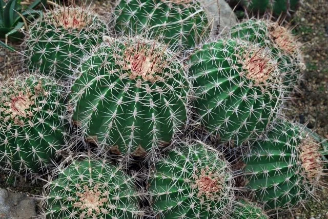 フェロカクタスの育て方｜サボテンを元気に育てるコツ