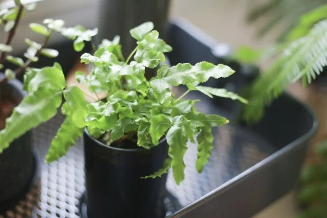 プテリスの育て方｜シダ植物を美しく保つコツ
