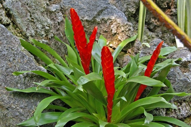 フリーセアの育て方｜花を長く楽しむ管理方法