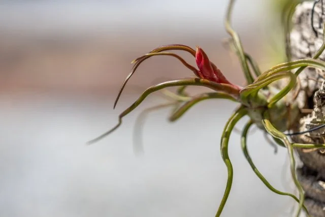 ブルボーサの水やり方法｜ミスティングとソーキング