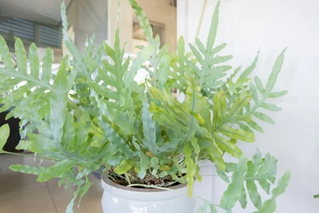 フレボディウムの育て方｜ブルースターシダを元気に育てるコツ