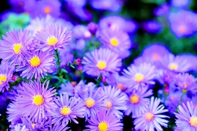 アスターの育て方｜花をたくさん咲かせるコツ