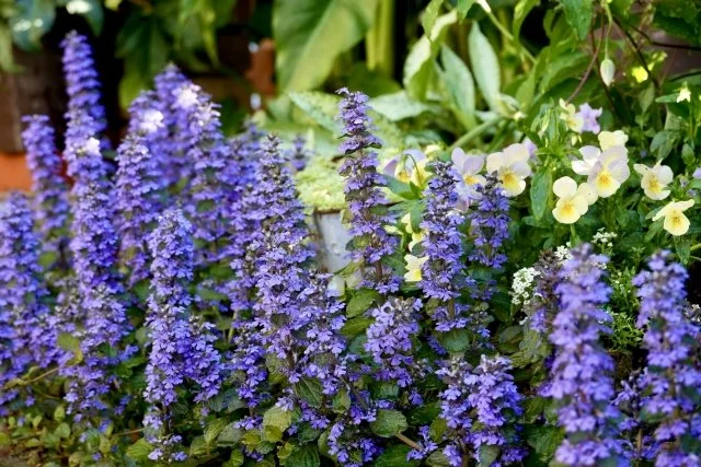 アジュガの育て方｜グランドカバーに最適な理由