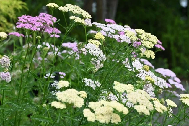セイヨウノコギリソウの育て方｜宿根草ガーデンの定番