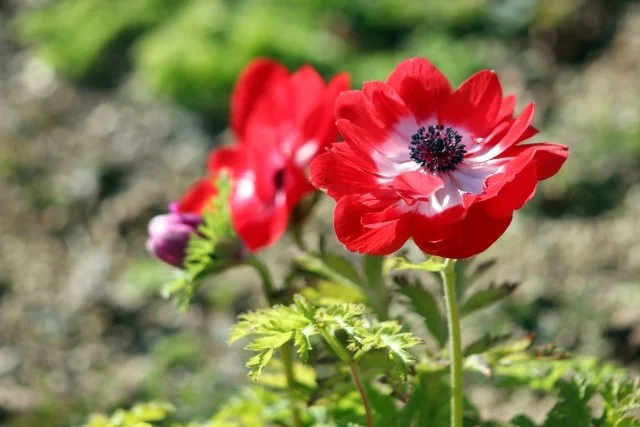アネモネの育て方｜球根の植え付けから開花まで