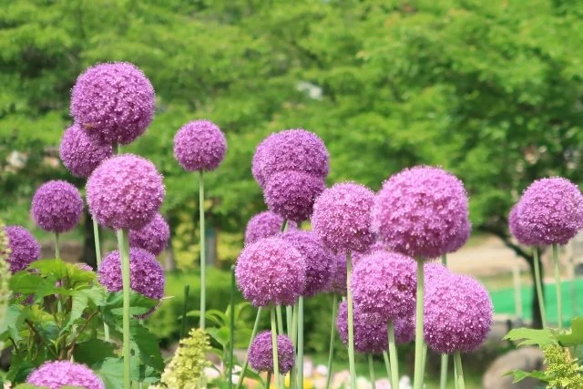 アリウムの育て方｜球状の花を楽しむ球根植物