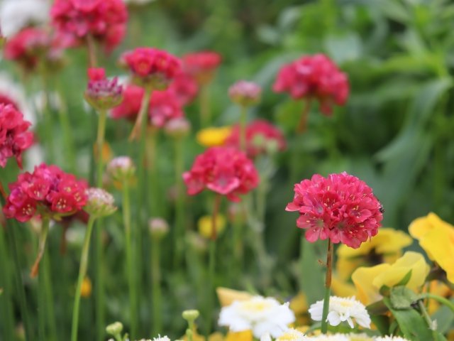 アルメリアの育て方｜可愛い球状花を楽しむコツ