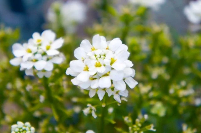 イベリスセンペルビレンスの育て方｜白い花を楽しむコツ