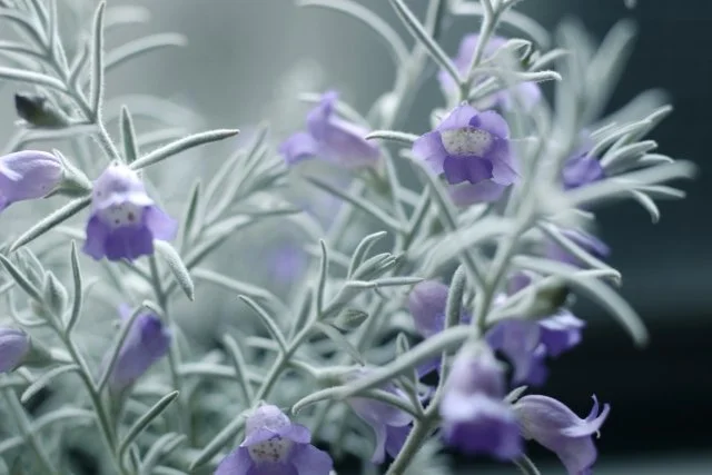 エレモフィラニベアの育て方｜シルバーリーフを美しく保つコツ