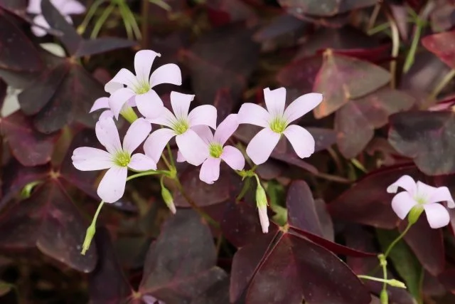 オキザリスの育て方｜花を長く楽しむ球根植物
