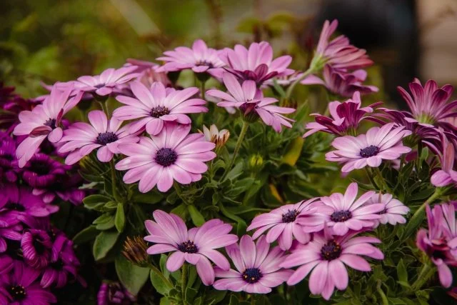 ガーベラの育て方｜花を長く楽しむ管理方法