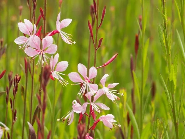 ガウラの育て方｜風に揺れる花を楽しむコツ