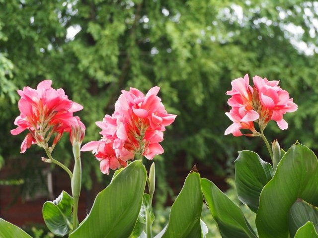 カンナの育て方｜南国風の花を楽しむコツ