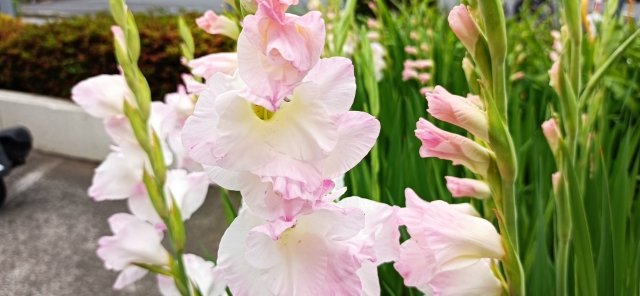 グラジオラスの育て方｜球根の植え方と管理のコツ