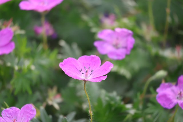 ゲラニウムの育て方｜宿根草ガーデンの定番植物