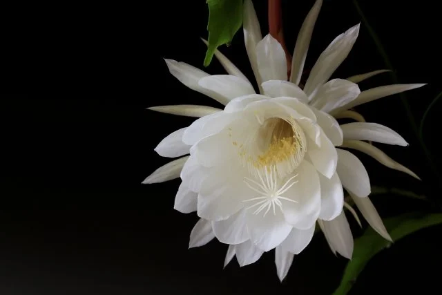 月下美人の育て方｜一夜限りの花を咲かせるコツ