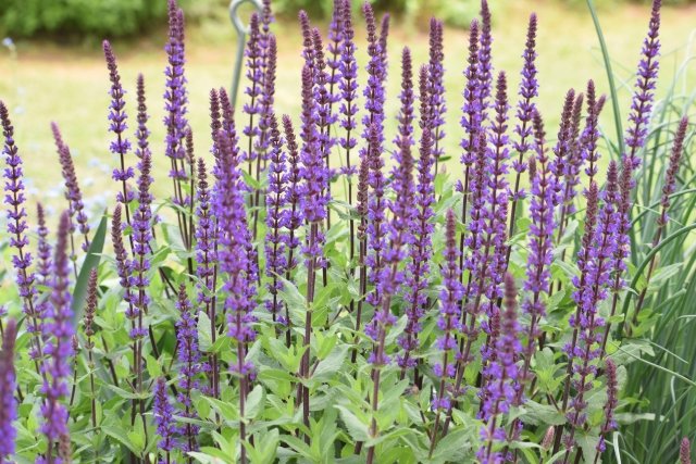 サルビア・ネモローサの育て方｜繰り返し咲く宿根草