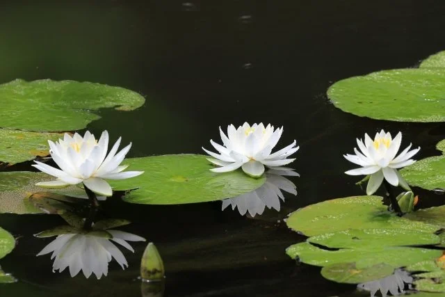 スイレンの育て方｜水鉢・ビオトープで花を咲かせるコツ