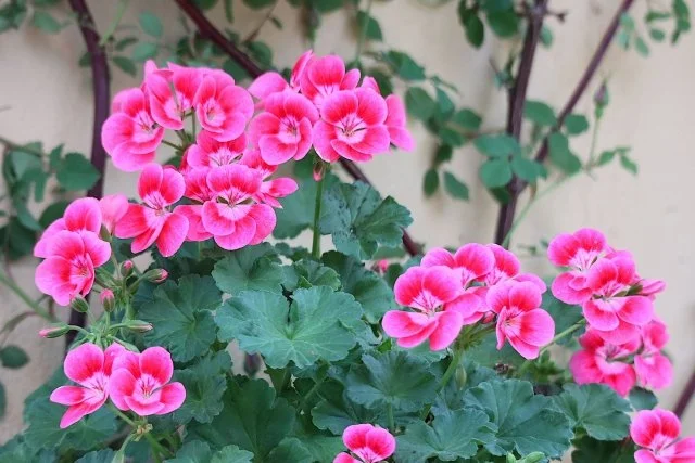 ゼラニウムの剪定方法｜花を増やすポイント