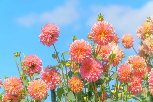 ダリアの育て方｜球根から美しい花を咲かせるコツ