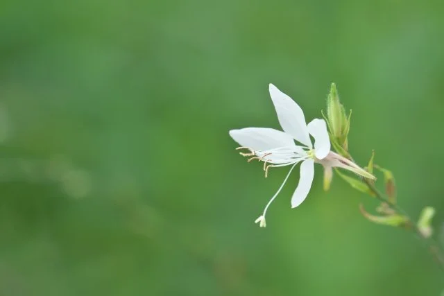 ハクチョウソウの育て方｜風に揺れる花を楽しむコツ