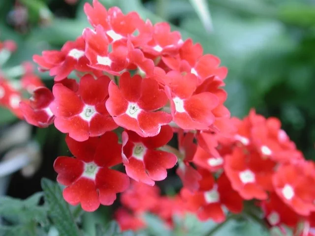 バーベナの育て方｜長く咲く花を楽しむコツ