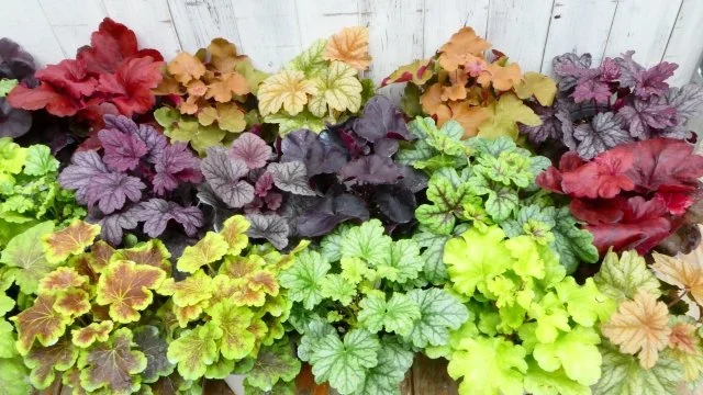 ヒューケラの育て方｜カラーリーフを美しく保つコツ