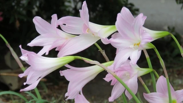 ベラドンナリリーの育て方｜夏に咲く球根花の管理方法
