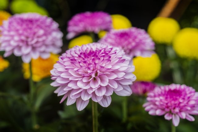 ポットマムの育て方｜長く花を楽しむコツ