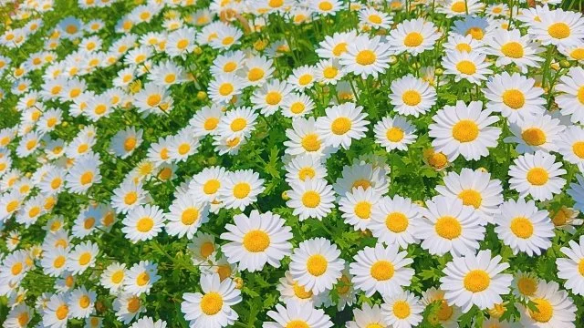 マーガレットの育て方｜春に咲く花を長く楽しむコツ