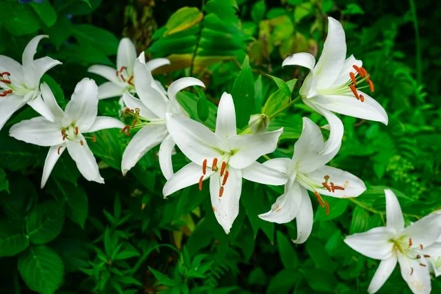 ユリの育て方｜球根から美しい花を咲かせる方法
