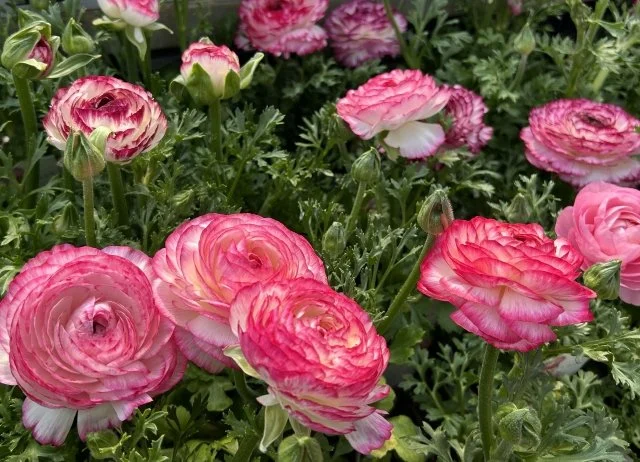 ラナンキュラスの育て方｜球根の吸水と植え方のコツ