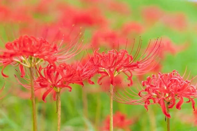リコリスの育て方｜彼岸花の仲間を美しく咲かせるコツ