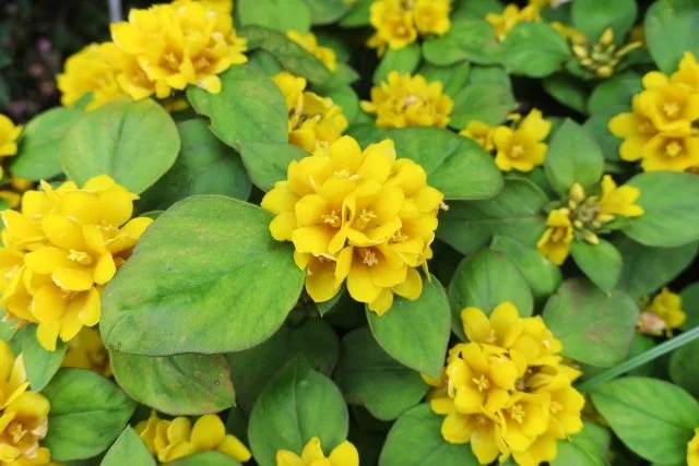 リシマキアの育て方｜グランドカバーに最適な植物