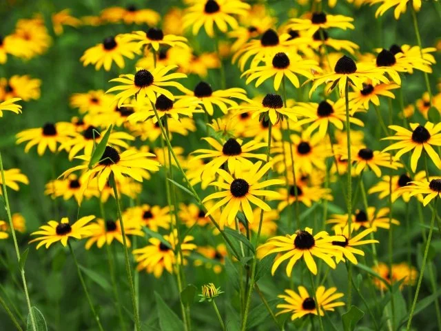 ルドベキアの育て方｜夏から秋に咲く丈夫な花