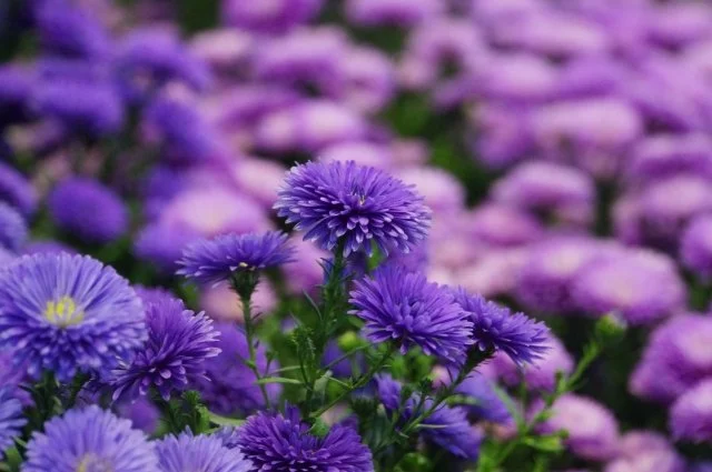 アスター（一年草）の育て方｜摘心で花数を増やす方法