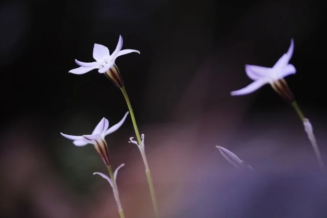夏に強い青花イソトマの栽培方法