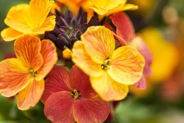 春のナチュラルガーデンに最適な植物ニオイアラセイトウ