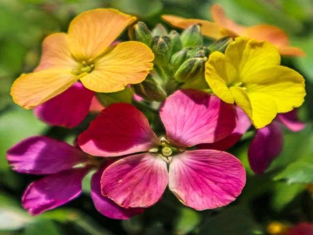 エリシマムの育て方｜春に咲く香りの花の管理方法