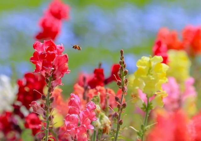 キンギョソウの育て方｜春に咲く花の管理方法