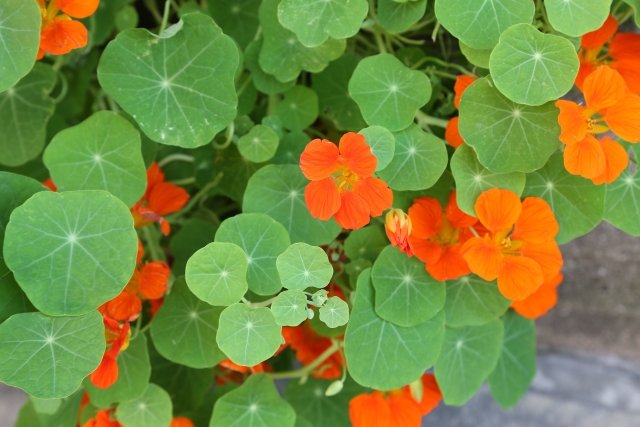 キンレンカの育て方｜花を増やす肥料管理のコツ