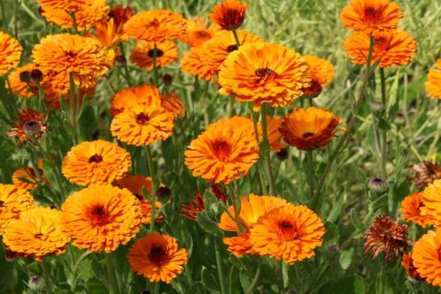 キンセンカの育て方｜冬に強い花の管理方法