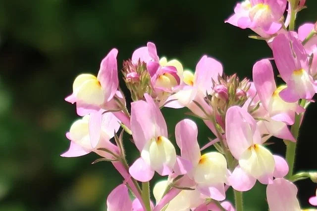 リナリアの育て方｜春に咲く花の管理方法